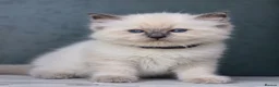Ragdoll cats for sale: ✨️ Beautiful TICA-Registered Ragdoll Kittens ✨️ - Advert 3