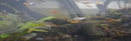 Rainbow Fish fish for sale: Mixed Guppies in Honiton - Advert 3