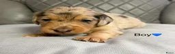 Dachshund dogs for sale: Stunning Standard Dachshund Puppies (Daxi) - Advert 3