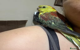 Parakeets birds for sale: Handreared and super tame red rump - Image 5