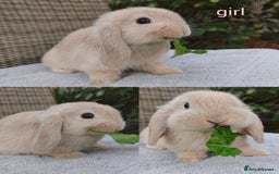 Mini Lop rabbits for sale: Gorgeous mini lop babies, £90, ready from 13/10/25 - Image 4
