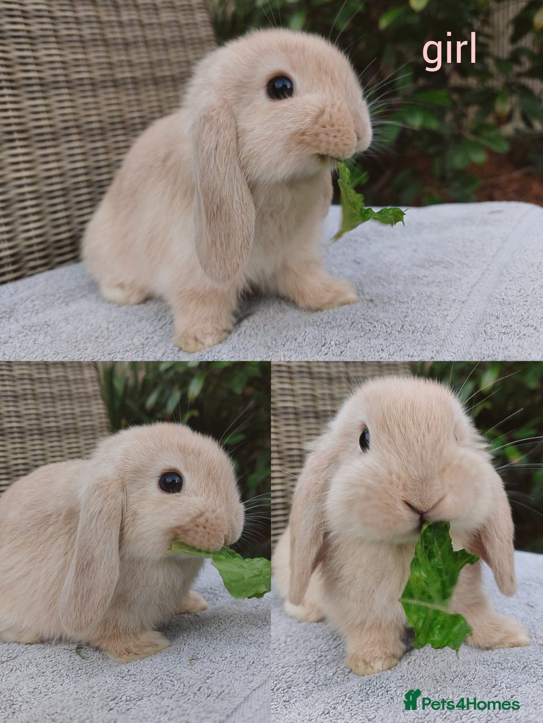 Mini Lop rabbits for sale: Gorgeous mini lop babies, £90, ready from 13/10/25 - Image 4