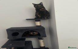 British Shorthair cats for sale: Tortoiseshell cats Lily & Rosie - Image 5