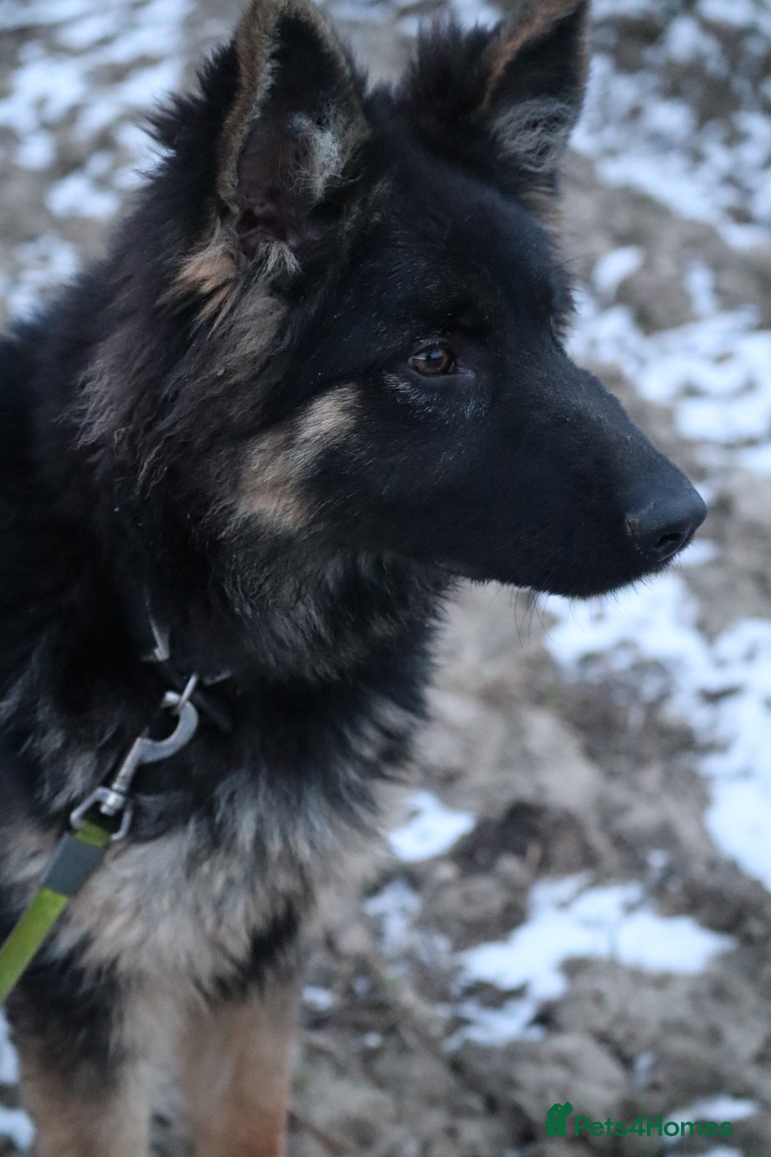 German Shepherd dogs for sale: Lovely gsd female top pick - Advert 2