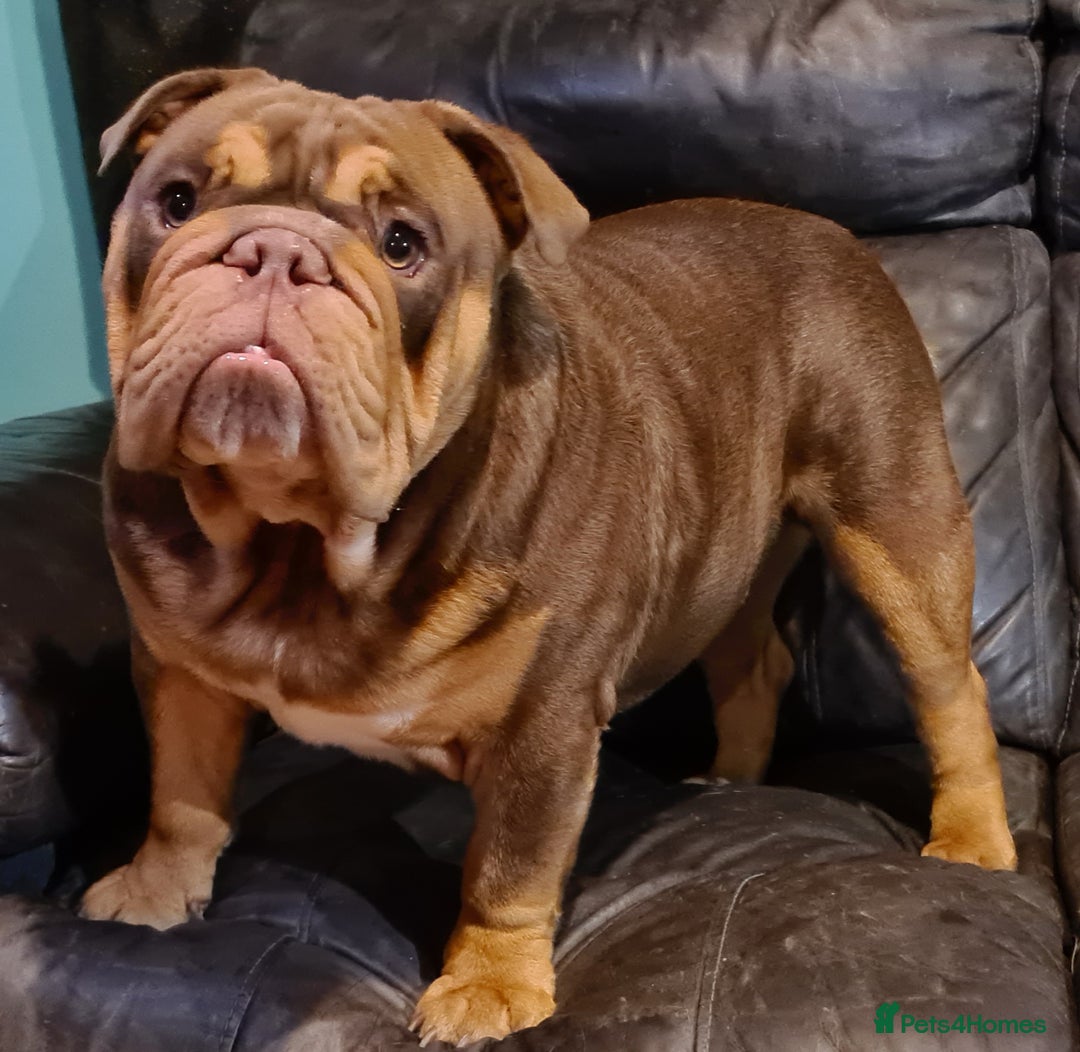 English Bulldog dogs for stud: Dog for stud in Dagenham - Advert 22