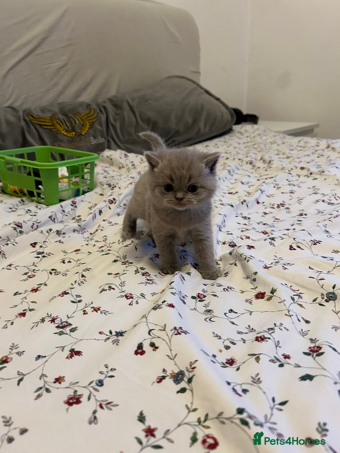 British Shorthair cats for sale: Beautiful British shorthair kittens - Advert 13