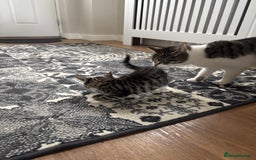 Mixed Breed cats for sale: Kittens ready for their new homes - Image 4