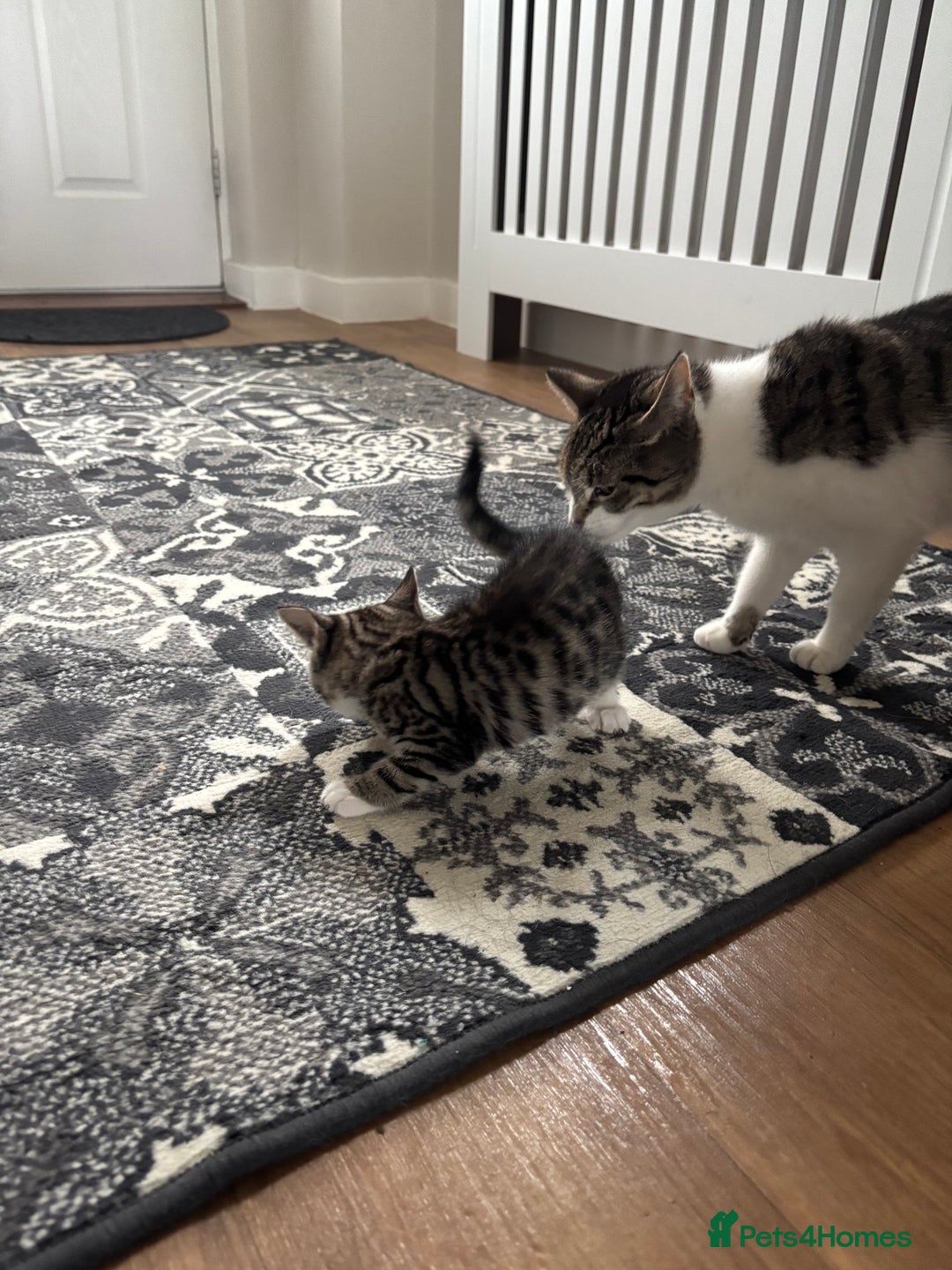 Mixed Breed cats for sale: Kittens ready for their new homes - Image 4