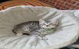 British Shorthair cats for sale: British shorthair  - Image 10