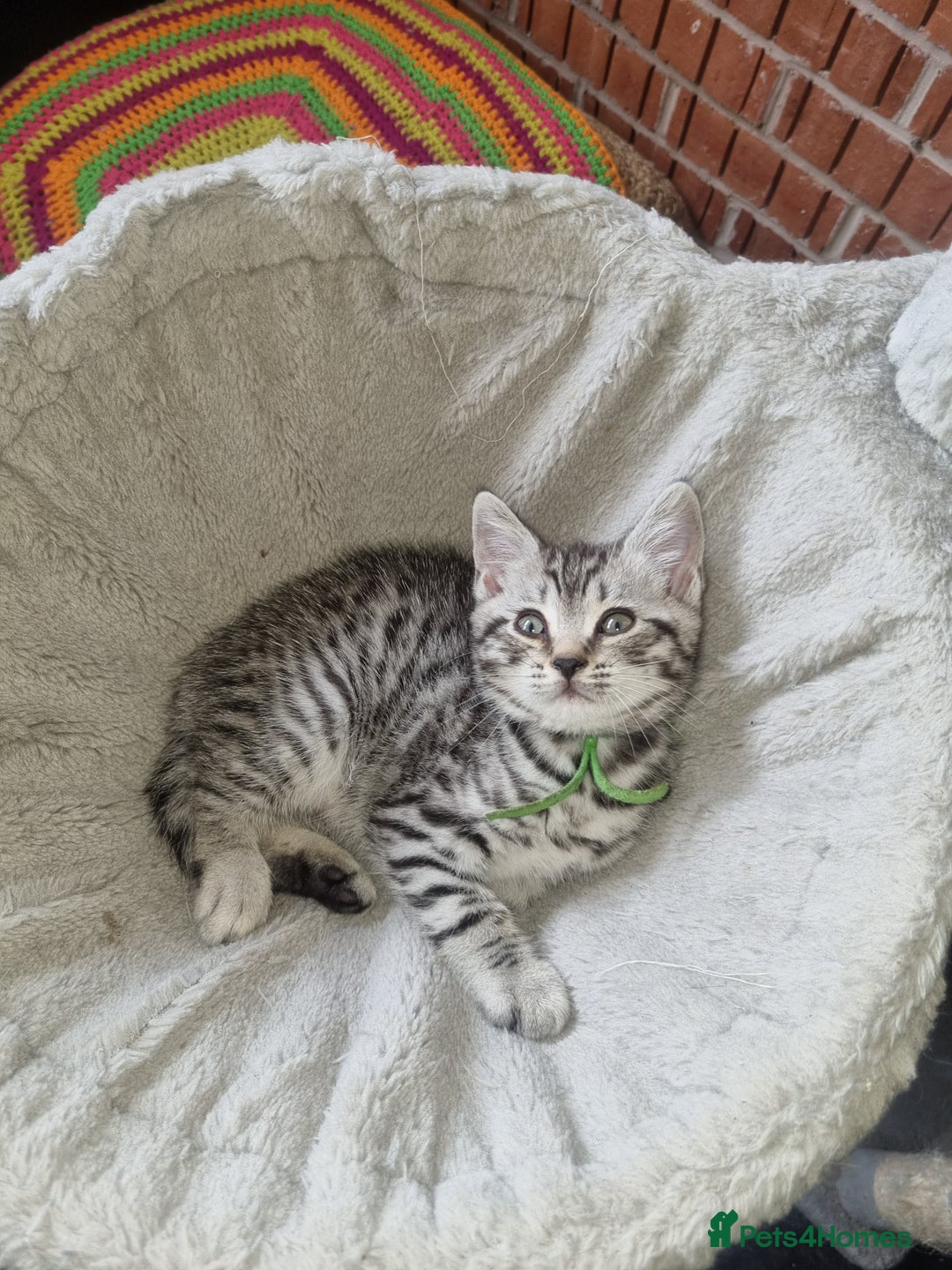 British Shorthair cats for sale: British shorthair  - Image 10