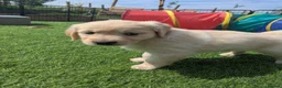 Golden Retriever dogs for sale: LAST GIRL Chunky cream and golden puppy  - Advert 8