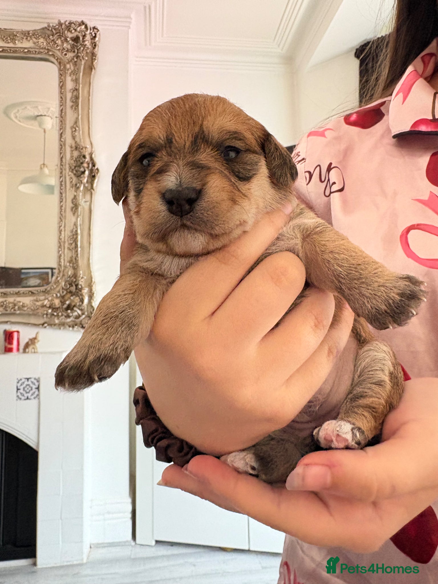 Mixed Breed dogs for sale: Shihpoo x miniture chocolate dachshund schweenies - Advert 3