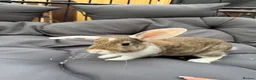 Dwarf Lop rabbits for sale: 8 week old lop kits - Advert 11