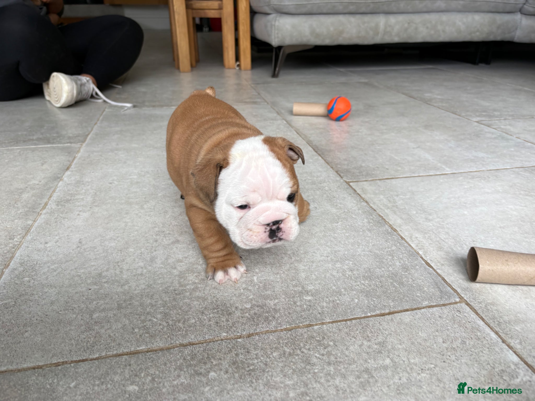 English Bulldog dogs for sale: 🐾KC reg Red & White English Bulldog 🐶 - Advert 32