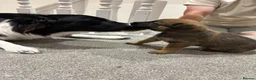 Mixed Breed dogs for sale: Border collie x Belgian Malinois  - Advert 27