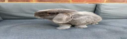 Mini Lop rabbits for sale: Two spayed sister minilops - Star and Lily  in Hook - Advert 7