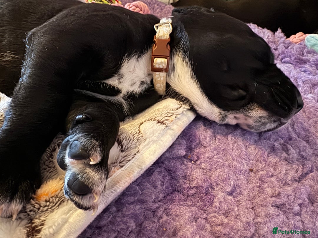 Mixed Breed dogs for sale: Beautiful Dalmador (lab X Dalmatian) puppies..!  - Advert 20