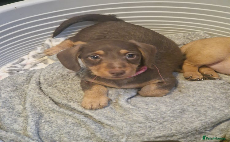 Dachshund dogs - Advert 1
