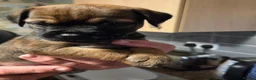 Border Terrier dogs for sale: Border terriers for sale  - Advert 5