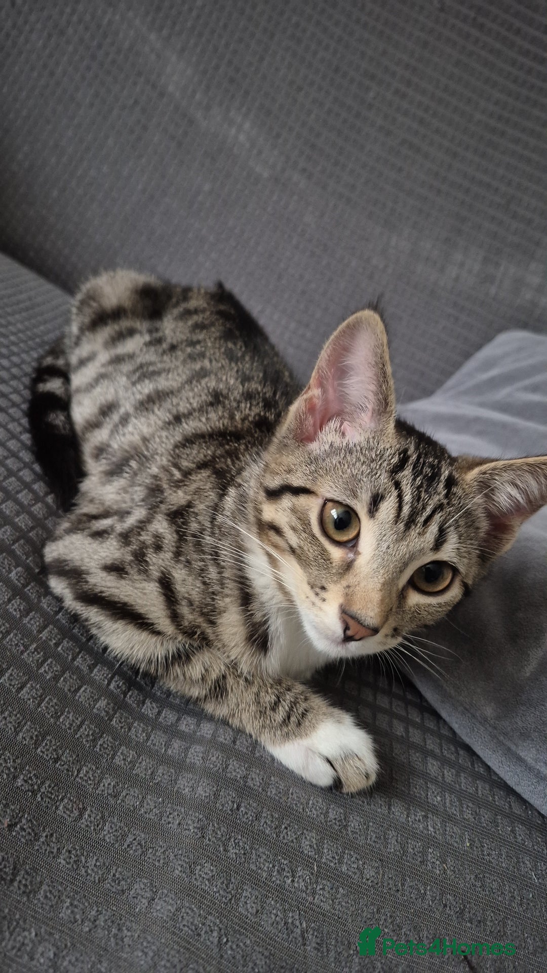 Mixed Breed cats for sale: Male and female ready for new home - Advert 3