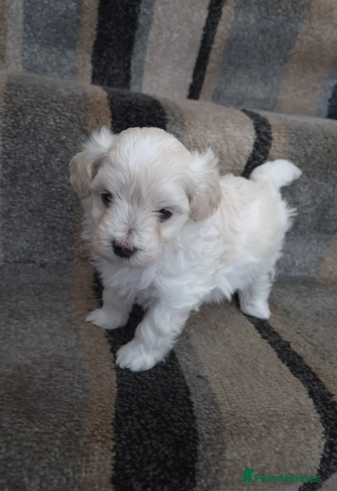 Maltipoo dogs for sale: 5⭐❗️READY NOW❗️⭐️TINY KOREAN MALTIPOO PUPPIES⭐️ - Advert 27