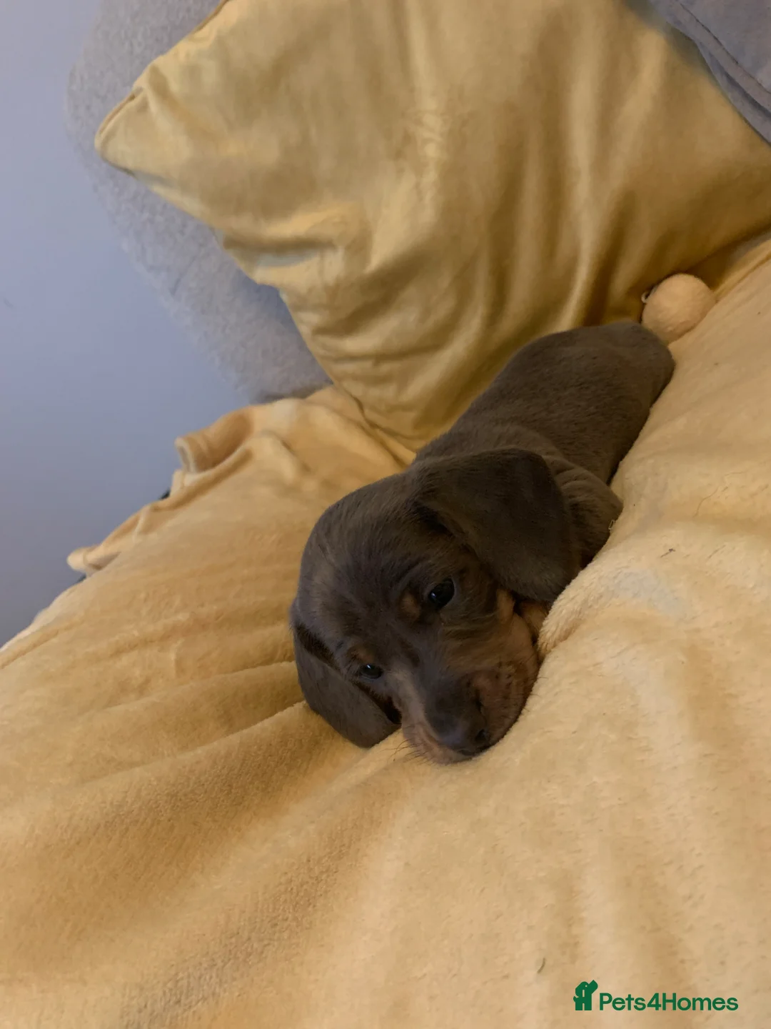 Dachshund dogs for sale: Little boy and girl  - Advert 5