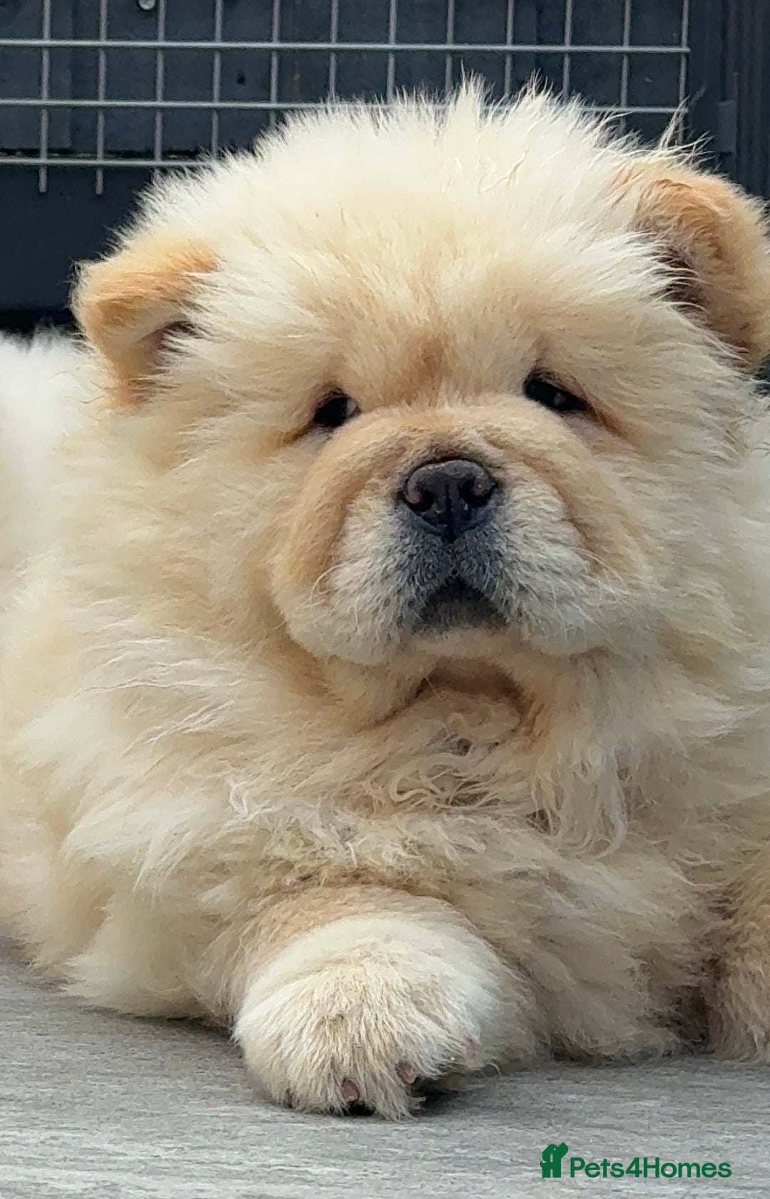 Chow Chow dogs for sale: 🧸🧸Beautiful litter of chow chow puppies🧸🧸 - Image 7