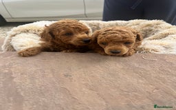 Toy Poodle dogs for sale: 🐶❤️ KC Registered Red Toy Poodle Puppies ❤️🐶 - Image 4