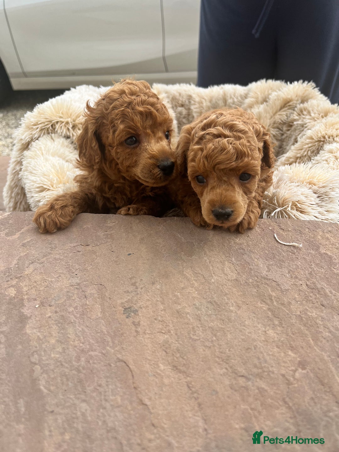 Toy Poodle dogs for sale: 🐶❤️ KC Registered Red Toy Poodle Puppies ❤️🐶 - Image 4