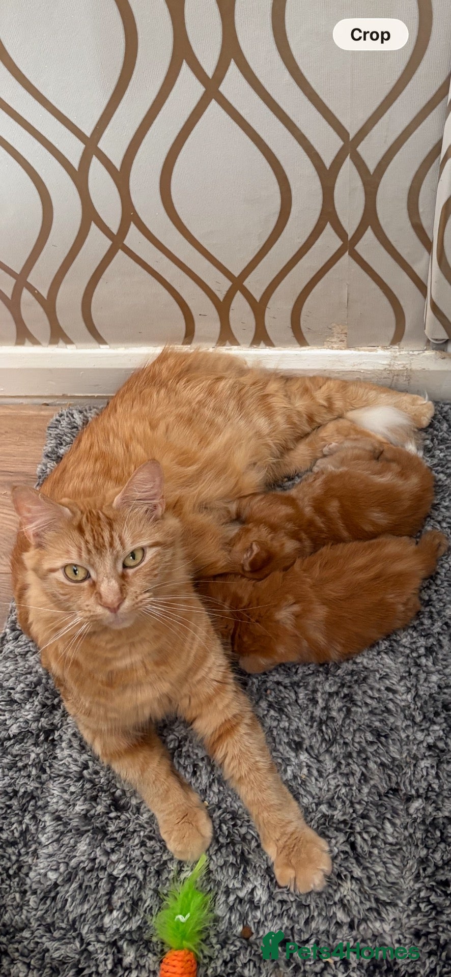 Mixed Breed cats Mixed Breed Kittens  - Advert 3