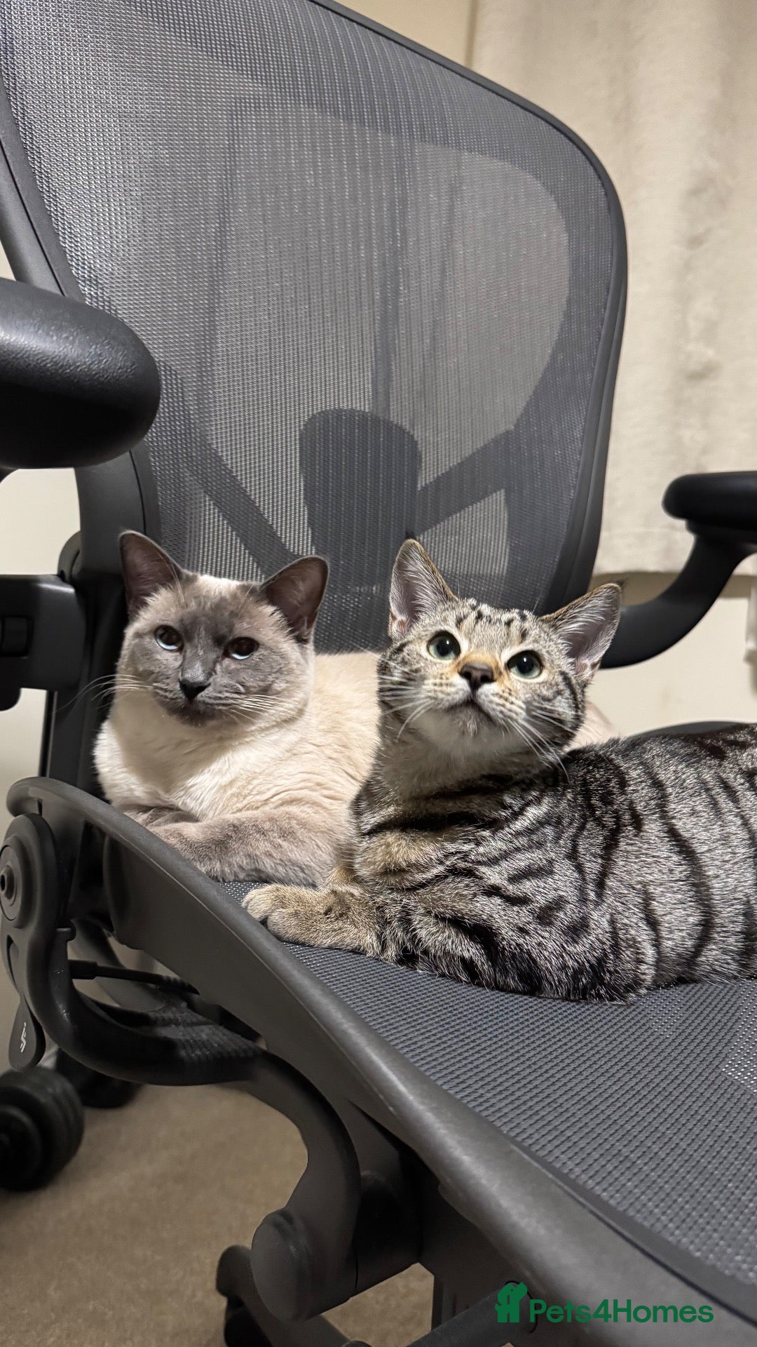 Mixed Breed cats FREE. 2 female cats for rehoming  - Advert 16