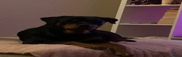 Rottweiler dogs for sale: KC registered Rottweiler puppies  in Warrington - Advert 2