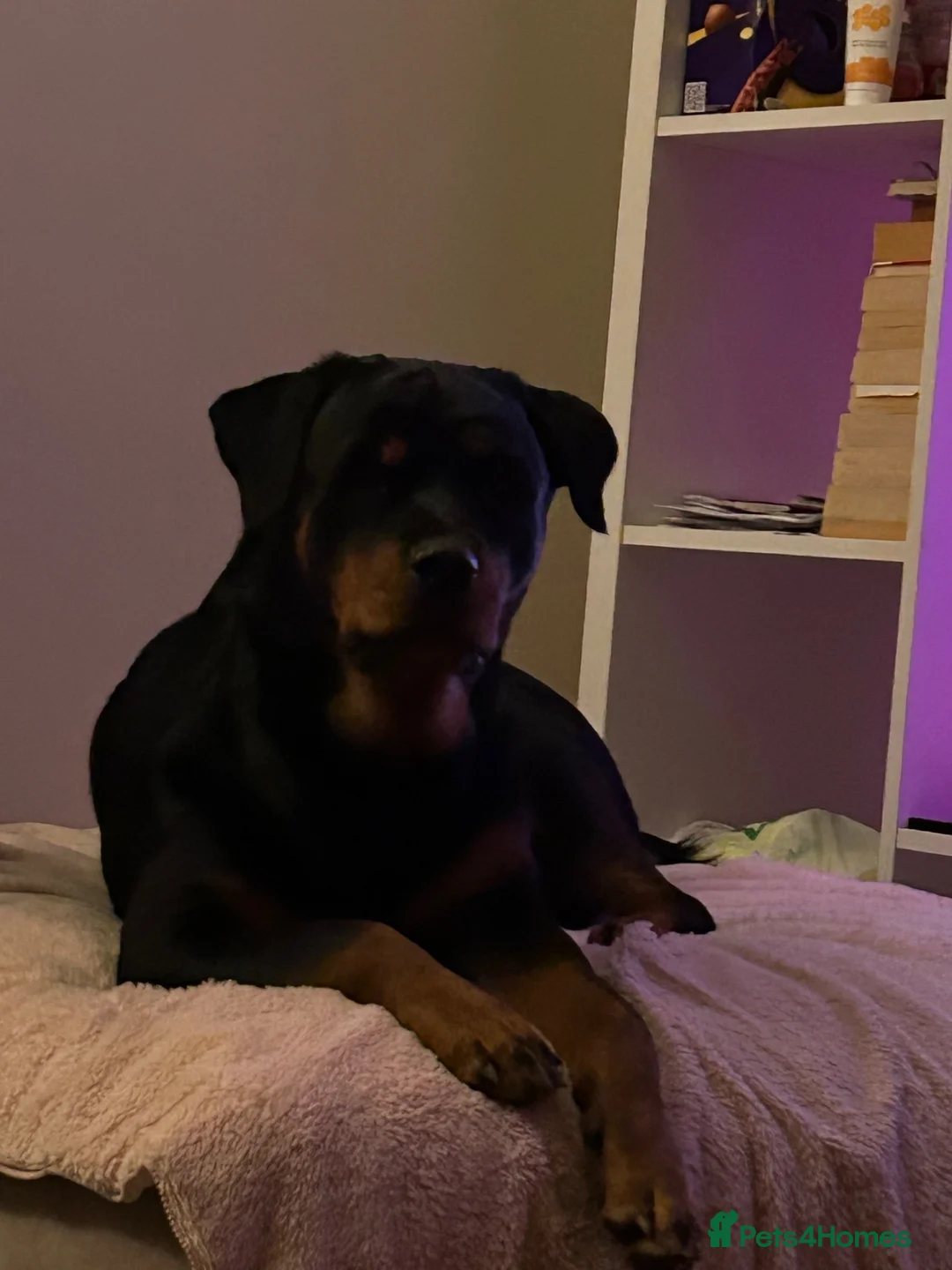 Rottweiler dogs for sale: KC registered Rottweiler puppies  in Warrington - Advert 2