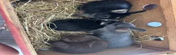 Netherland Dwarf rabbits for sale: Lovely Netherlands dwarf baby rabbits. - Advert 12