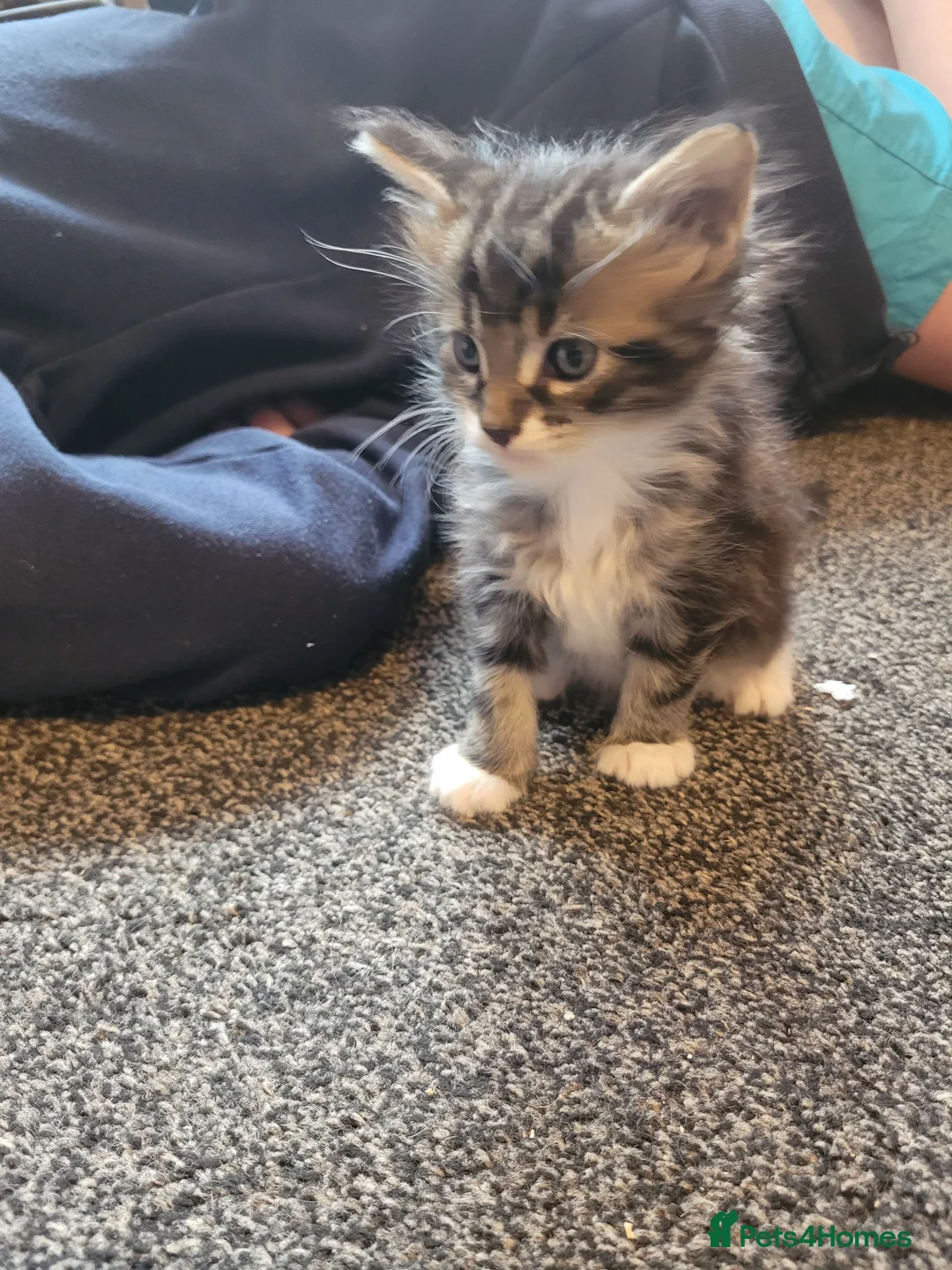 Maine Coon cats for sale: Only 1 little boy left Maine coon X kitten  - Advert 19