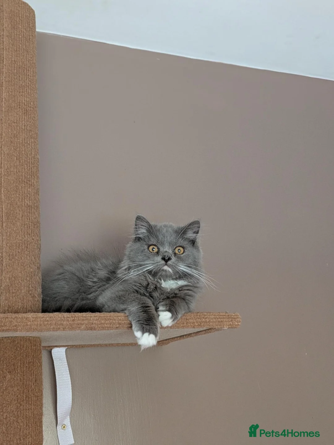 Mixed Breed cats for sale: Male Ragdoll/Persian Kitten - Advert 2