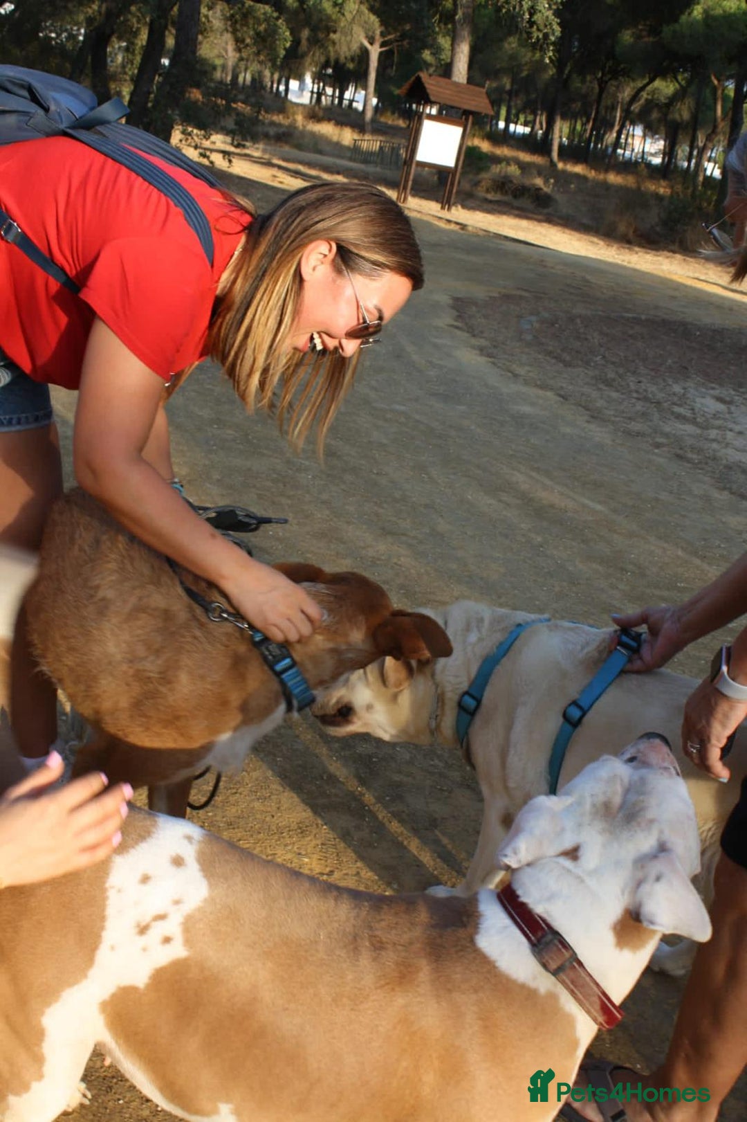 Portuguese Podengo dogs for adoption: “Can I please be part of your family?” - Image 6