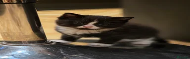 Mixed Breed Kitten 1