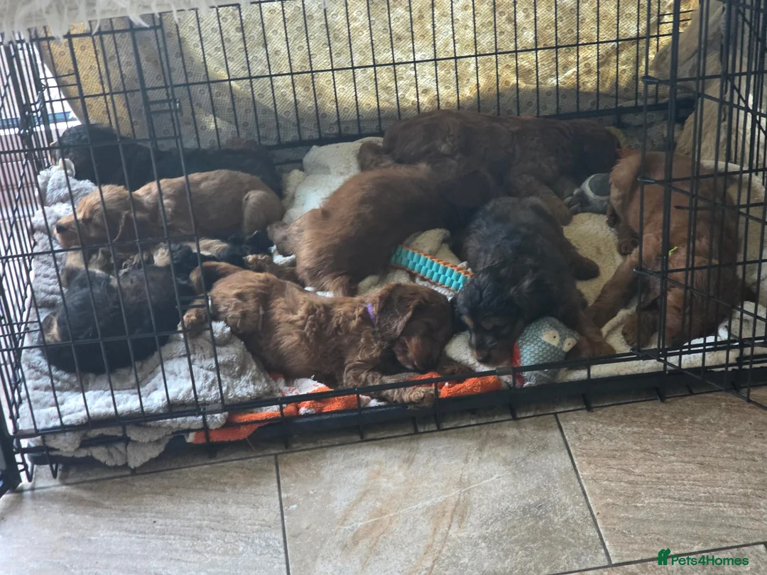 Cockapoo dogs for sale: Gorgeous cockapoos - Advert 2