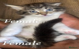 Mixed Breed cats for sale: Kittens for sale! - Image 2