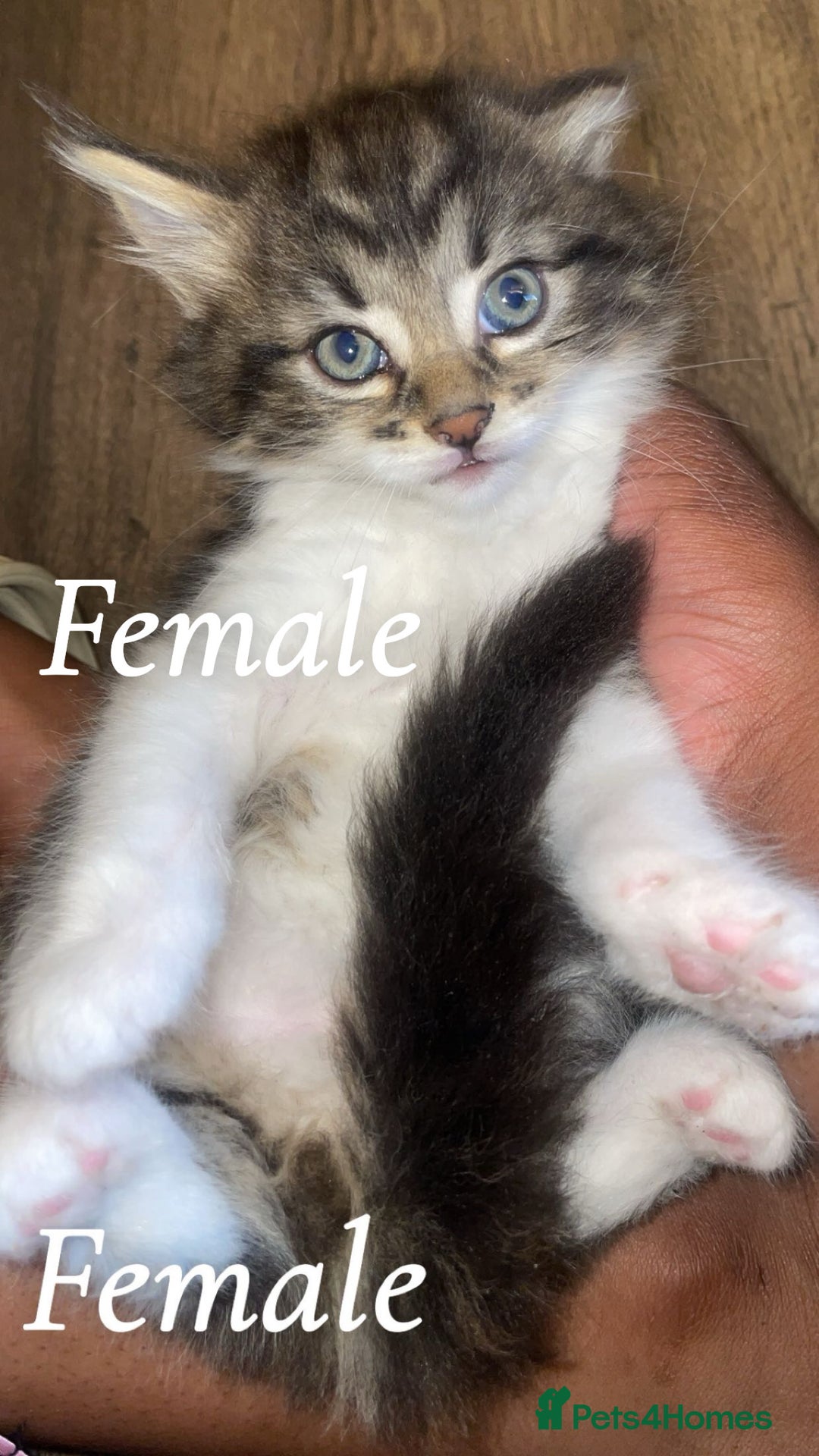 Mixed Breed cats for sale: Kittens for sale! - Image 2