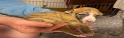 Whippet dogs for sale: KC whippet puppies - Advert 3