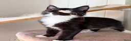 Maine Coon cats for sale: Gccf male Maine coon kitten  - Advert 6
