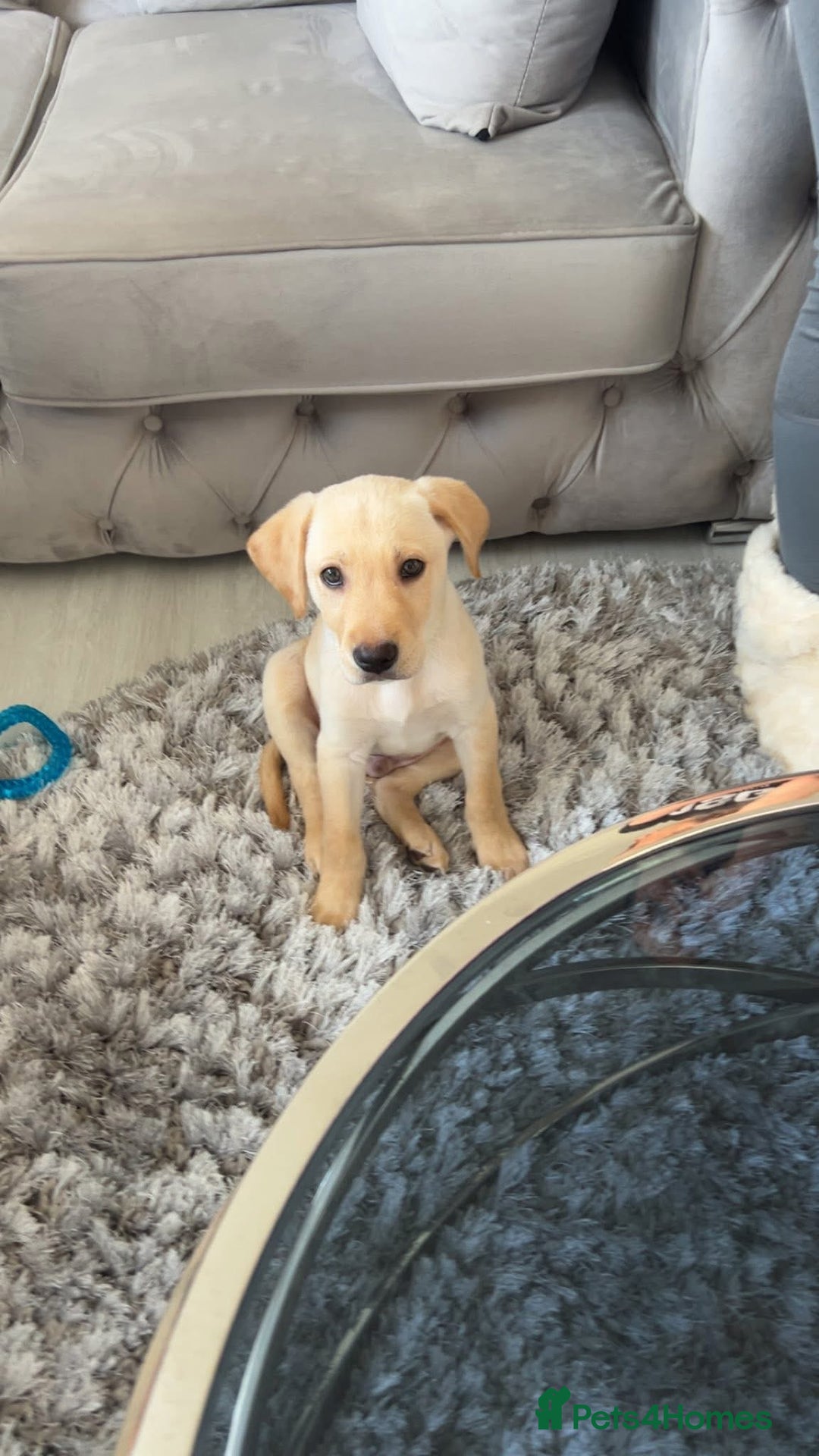 Labrador Retriever dogs for sale: BOY Labrador  in Coatbridge - Image 8