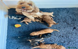 Cockapoo dogs for sale: 4⭐️Licensed F1b Cockapoos Exceptionally Bred - Image 8