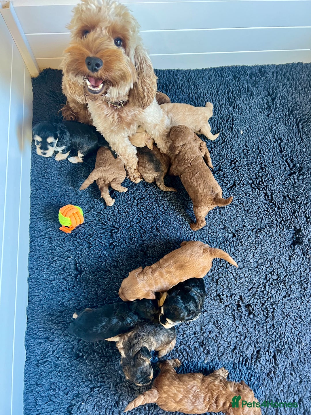 Cockapoo dogs for sale: 4⭐️Licensed F1b Cockapoos Exceptionally Bred - Image 8