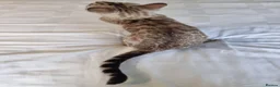Bengal cats for sale: 12 month old female Bengal ready to leave - Advert 12
