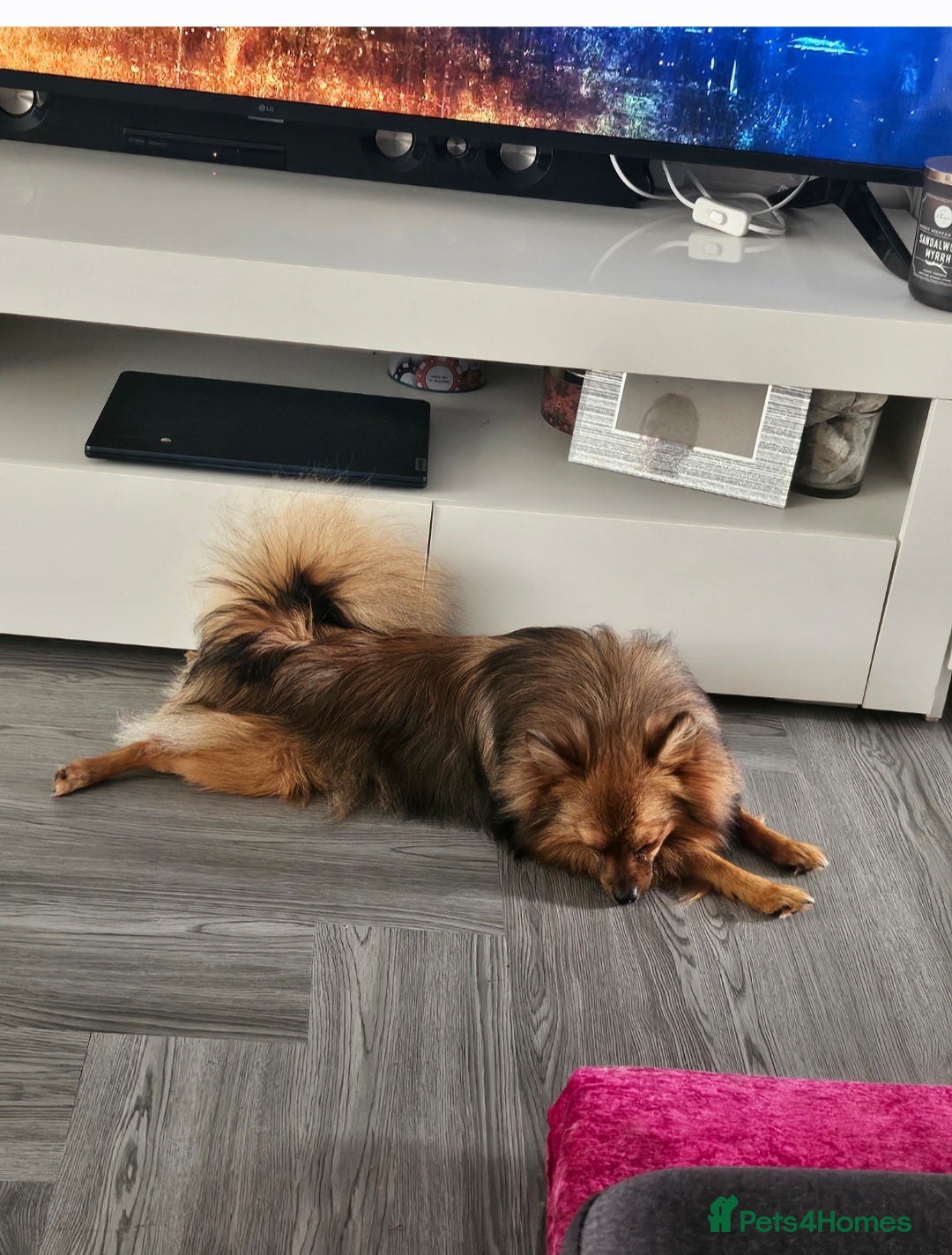 Pomeranian dogs for sale: Prince - Advert 4