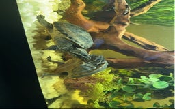 Turtle reptiles for sale: Female musk turtles  - Image 2