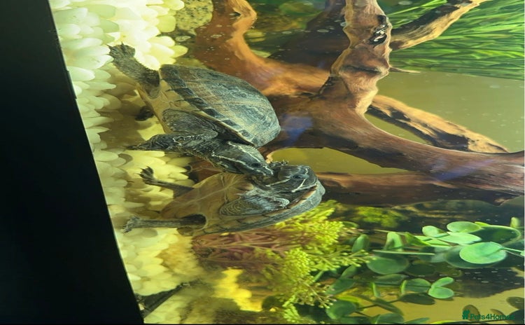 Turtle reptiles - Advert 2